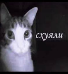 мем 1